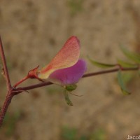 Tephrosia maxima (L.) Pers.